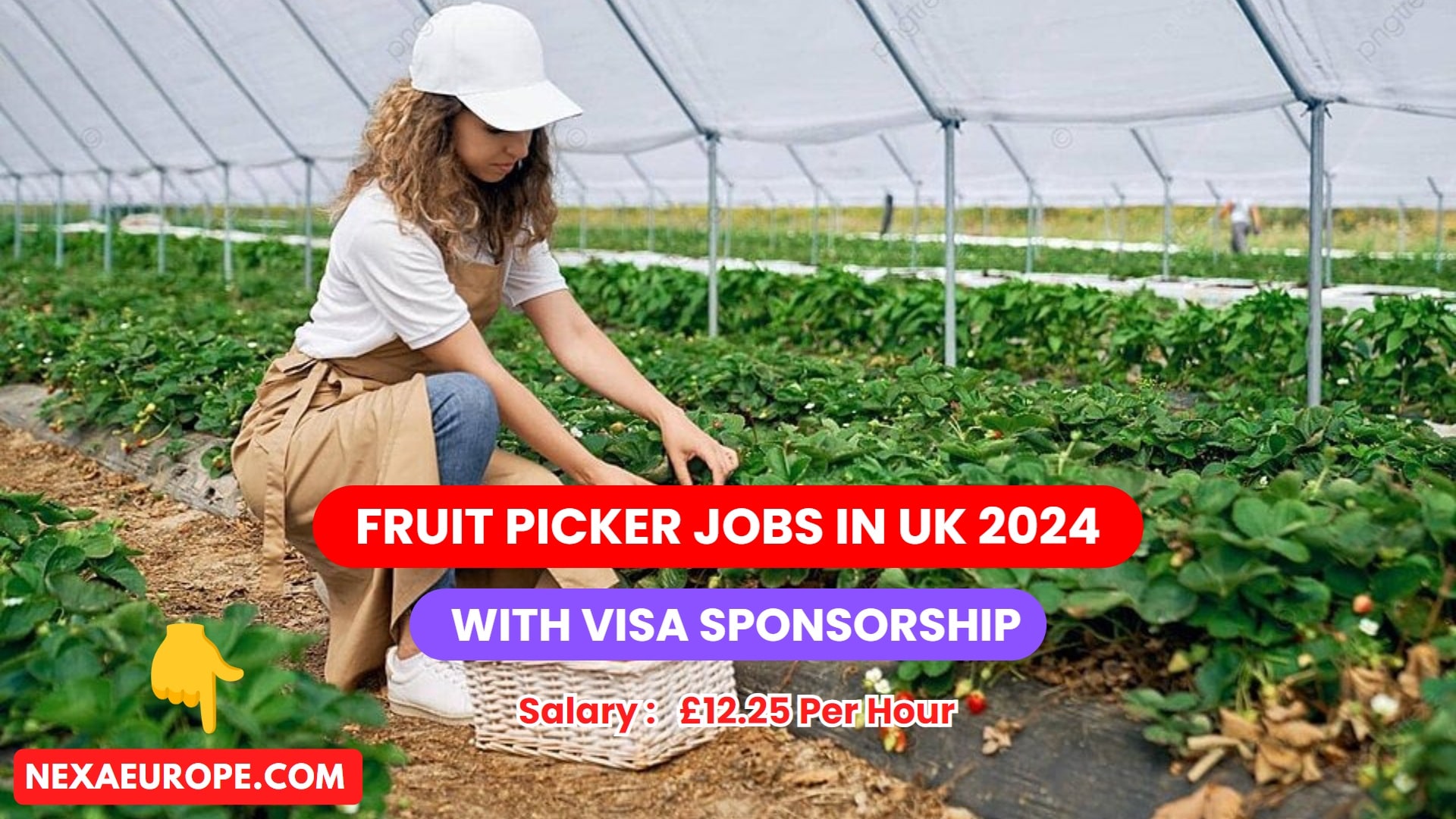 Fruit Picker Jobs in UK